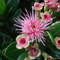 Syzygium gardneri Thwaites